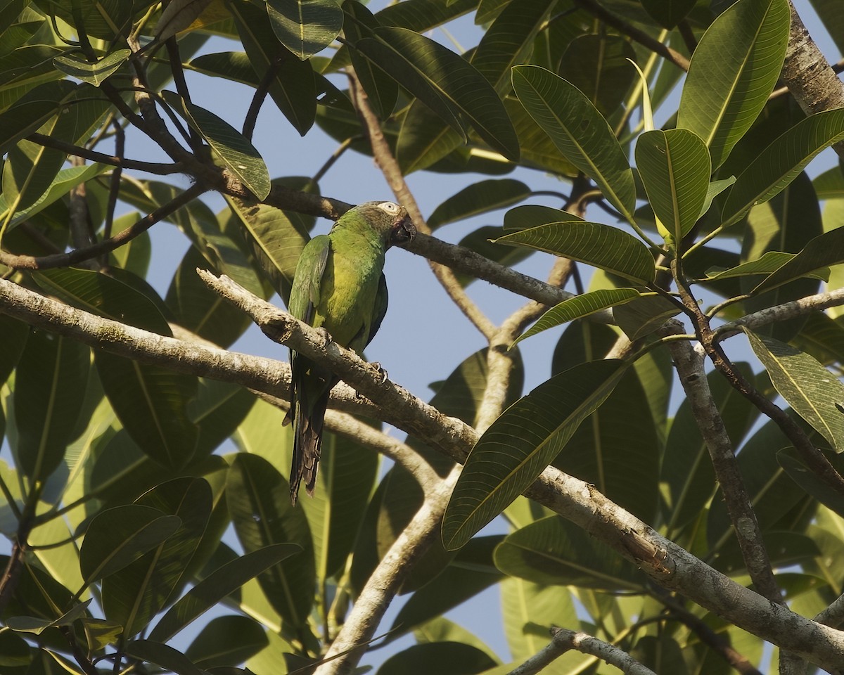 Dusky-headed Parakeet - ML642023427
