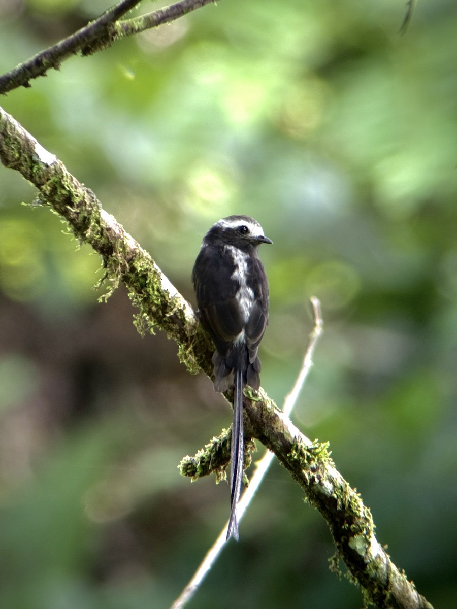 Long-tailed Tyrant - ML642023428