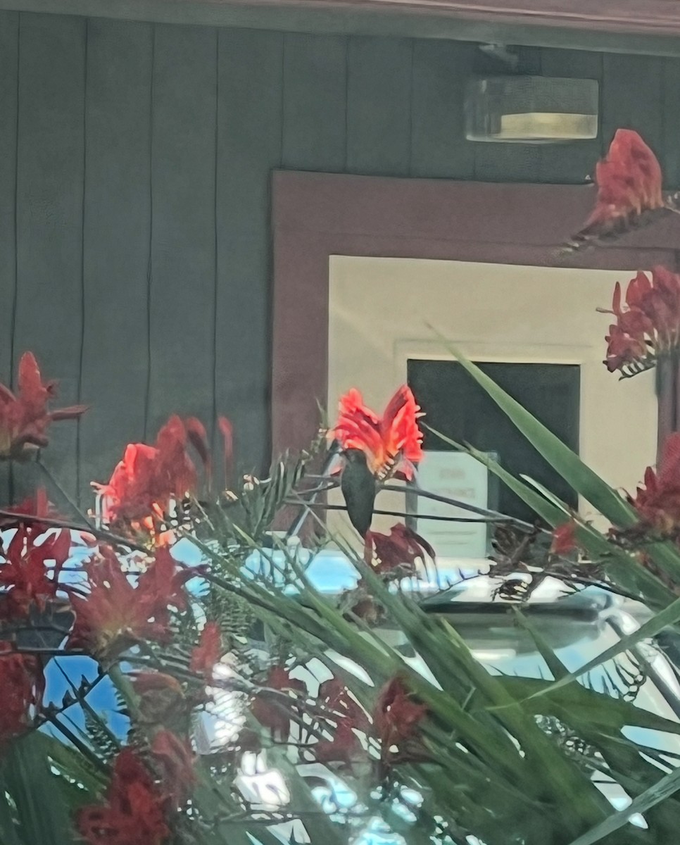 Anna's Hummingbird - ML642023436