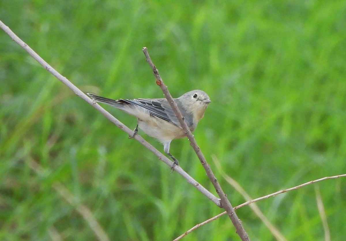 Lucy's Warbler - ML642023444