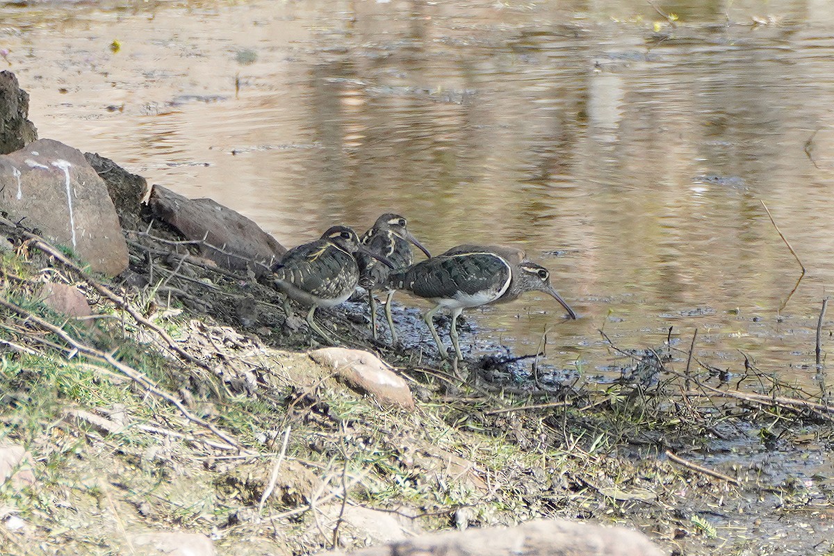 Greater Painted-Snipe - ML642023446