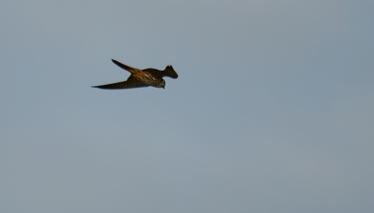 ostříž lesní - ML642023471