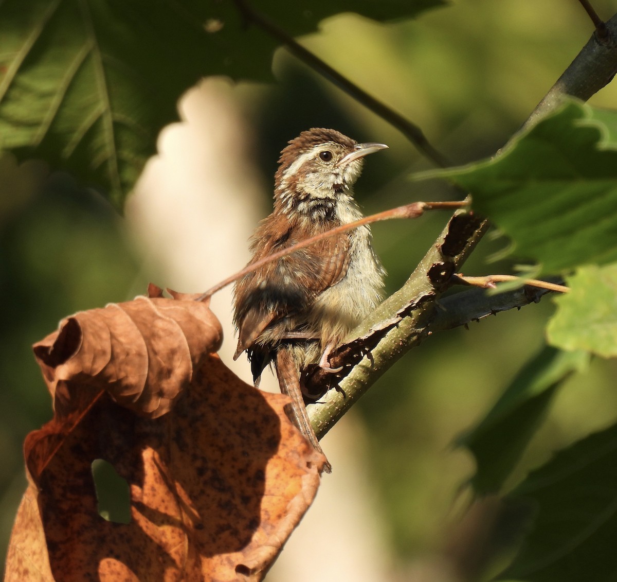 Carolina Wren - ML642023488