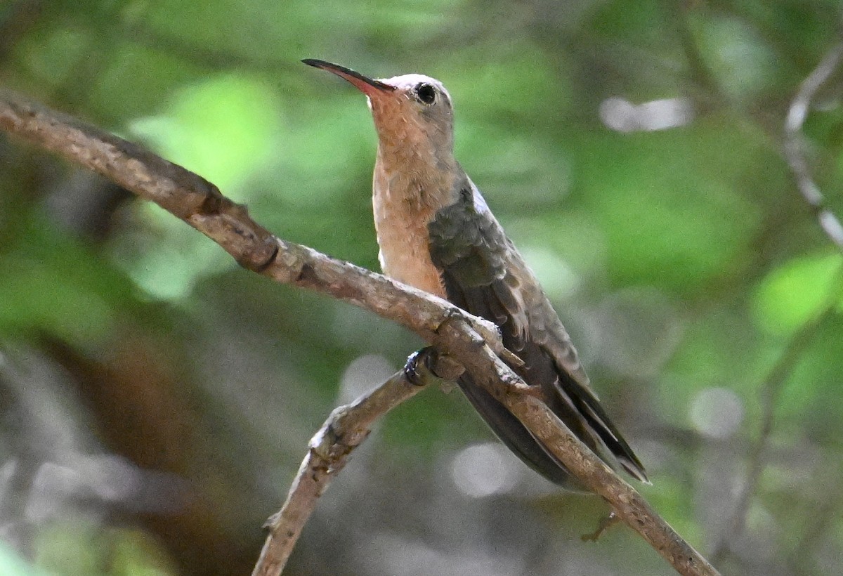 Buffy Hummingbird - ML642023490