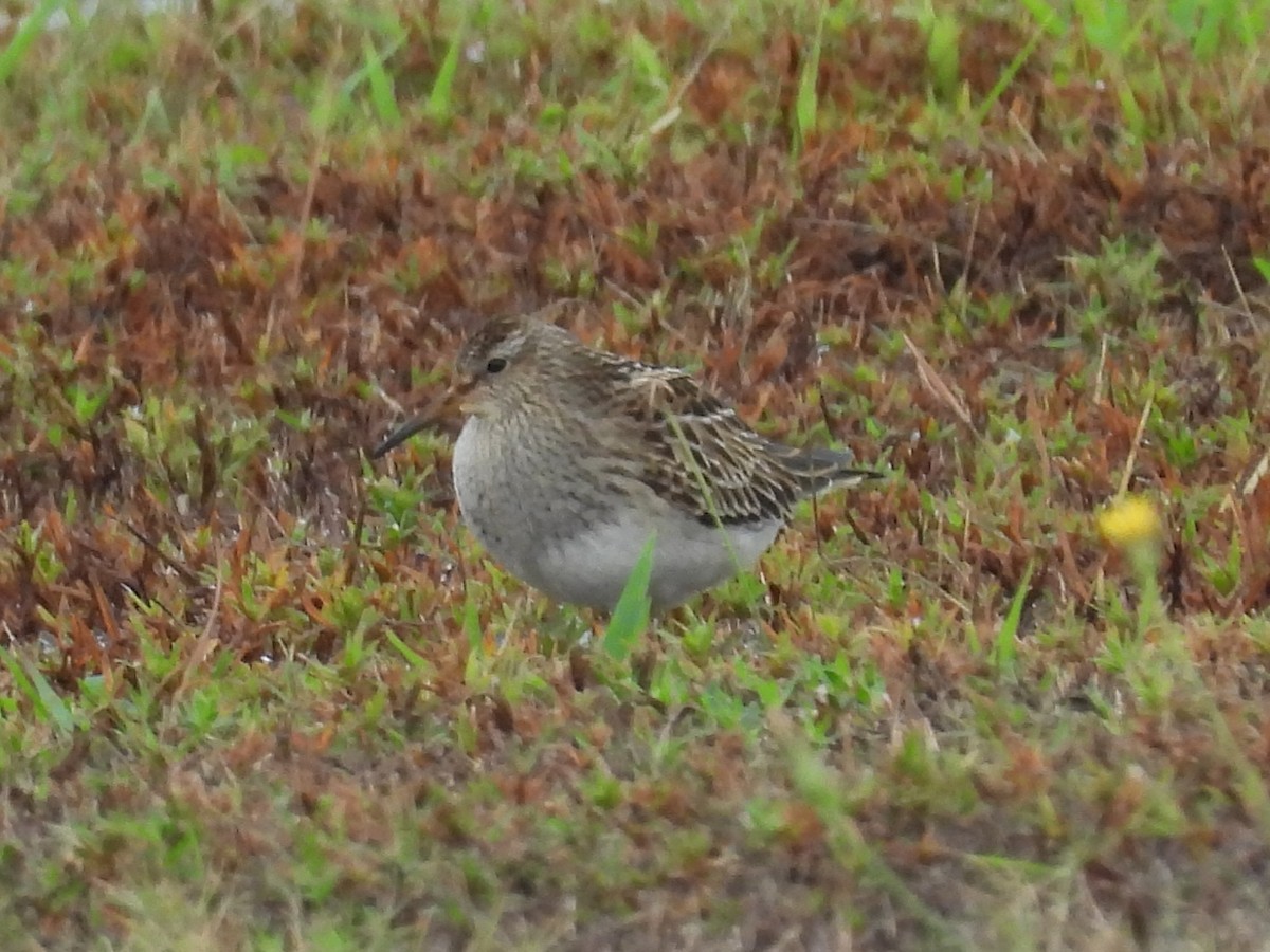 Graubrust-Strandläufer - ML642023491