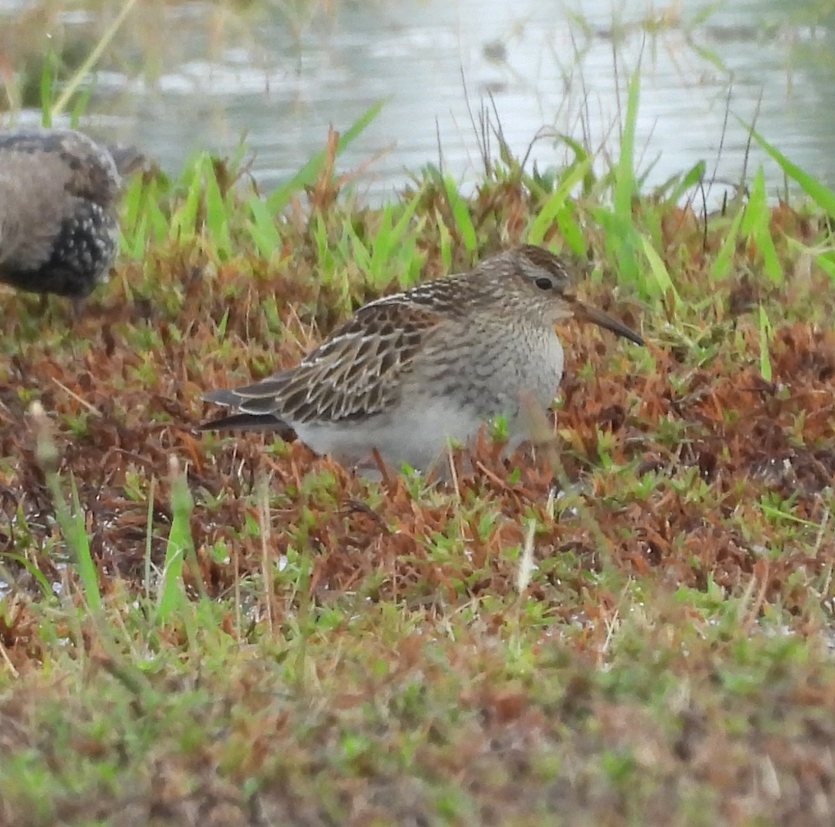 Graubrust-Strandläufer - ML642023492