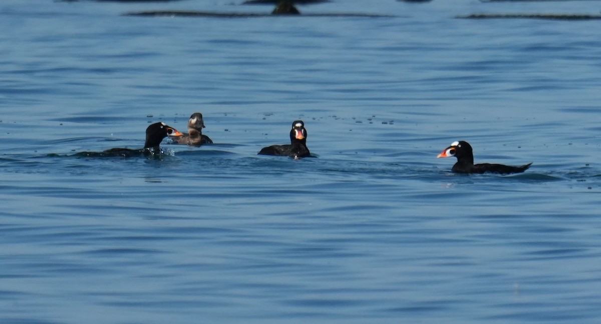 Surf Scoter - ML642023494