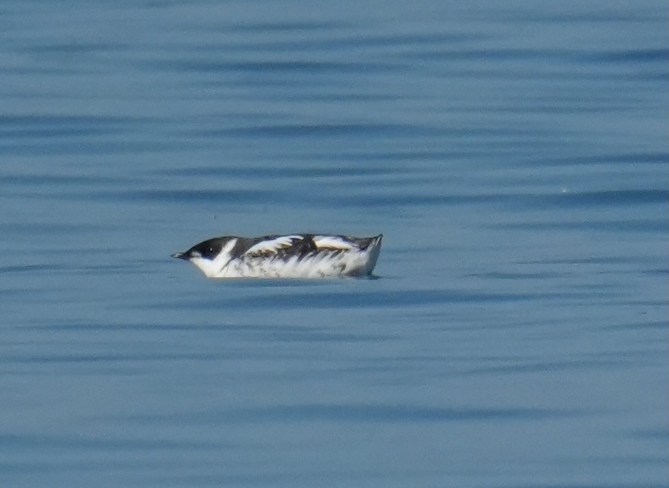 Marbled Murrelet - ML642023503