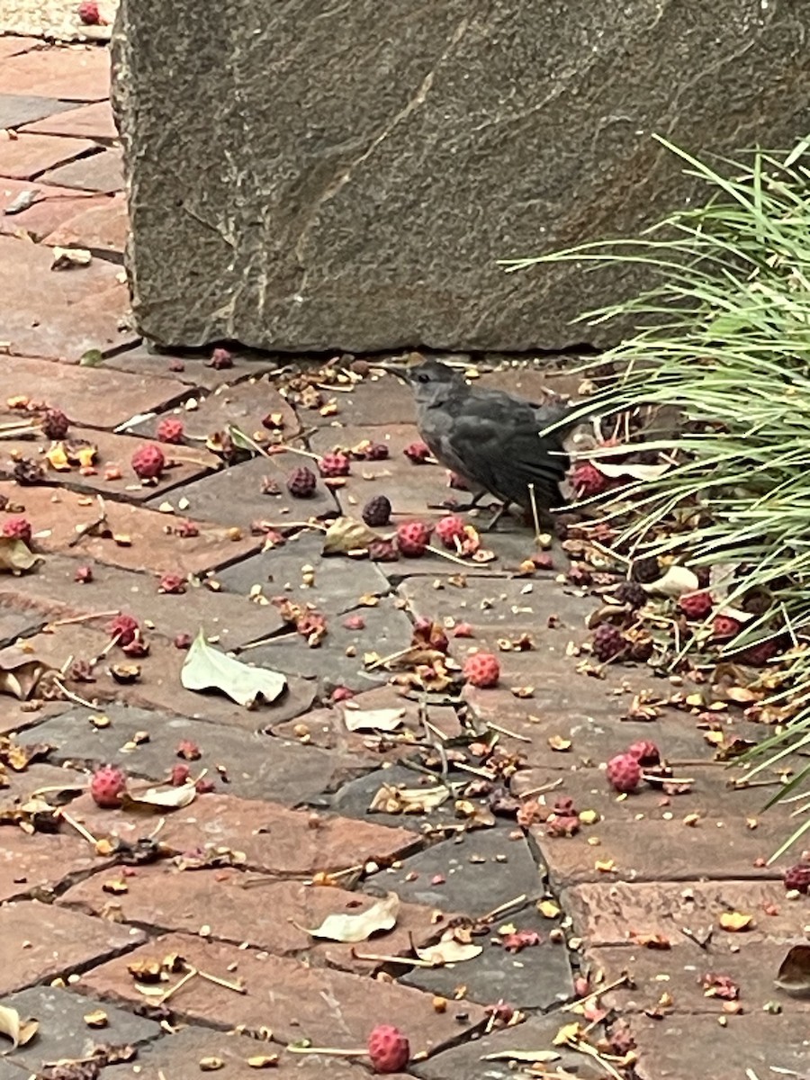 Gray Catbird - ML642023512