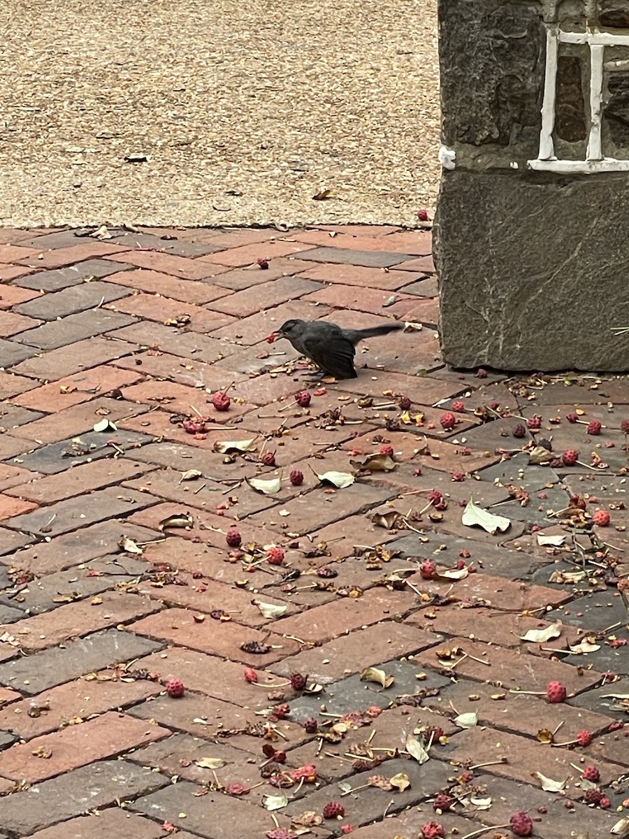 Gray Catbird - ML642023513