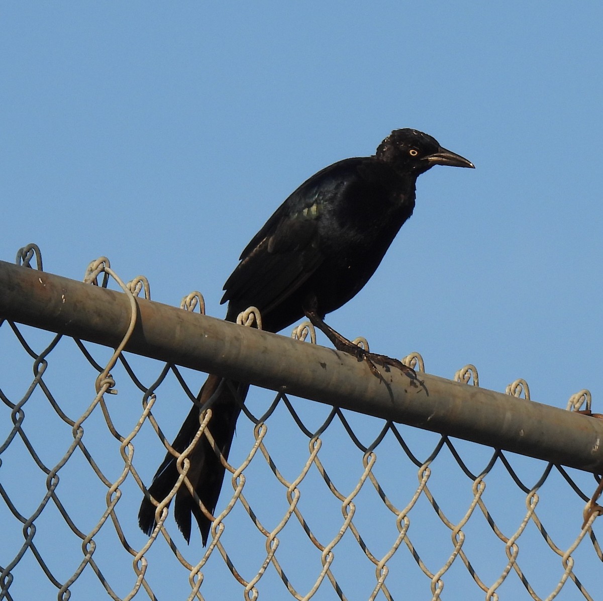 Great-tailed Grackle - ML642023514