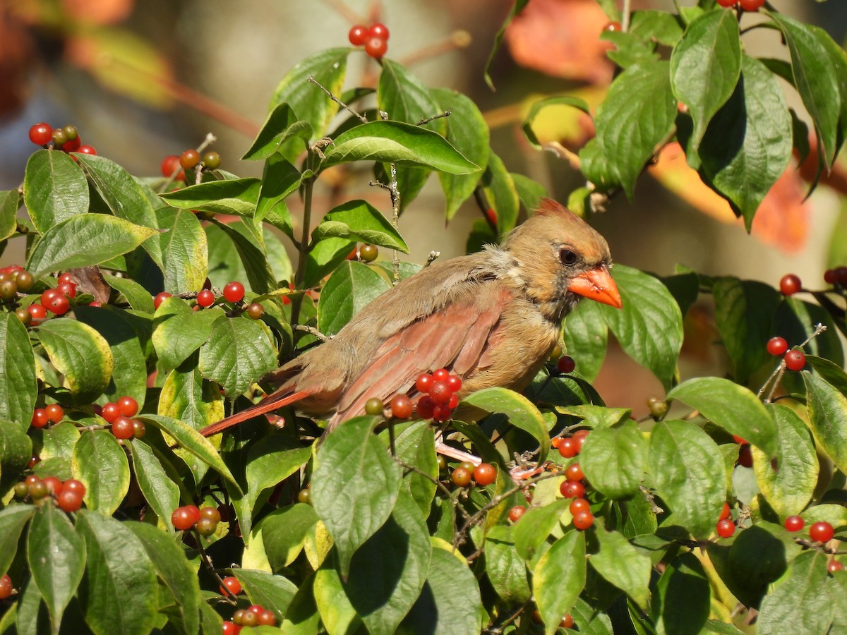 Northern Cardinal - ML642023519