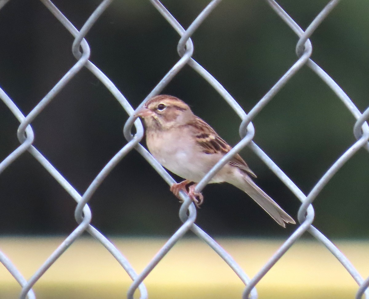 Chipping Sparrow - ML642023524