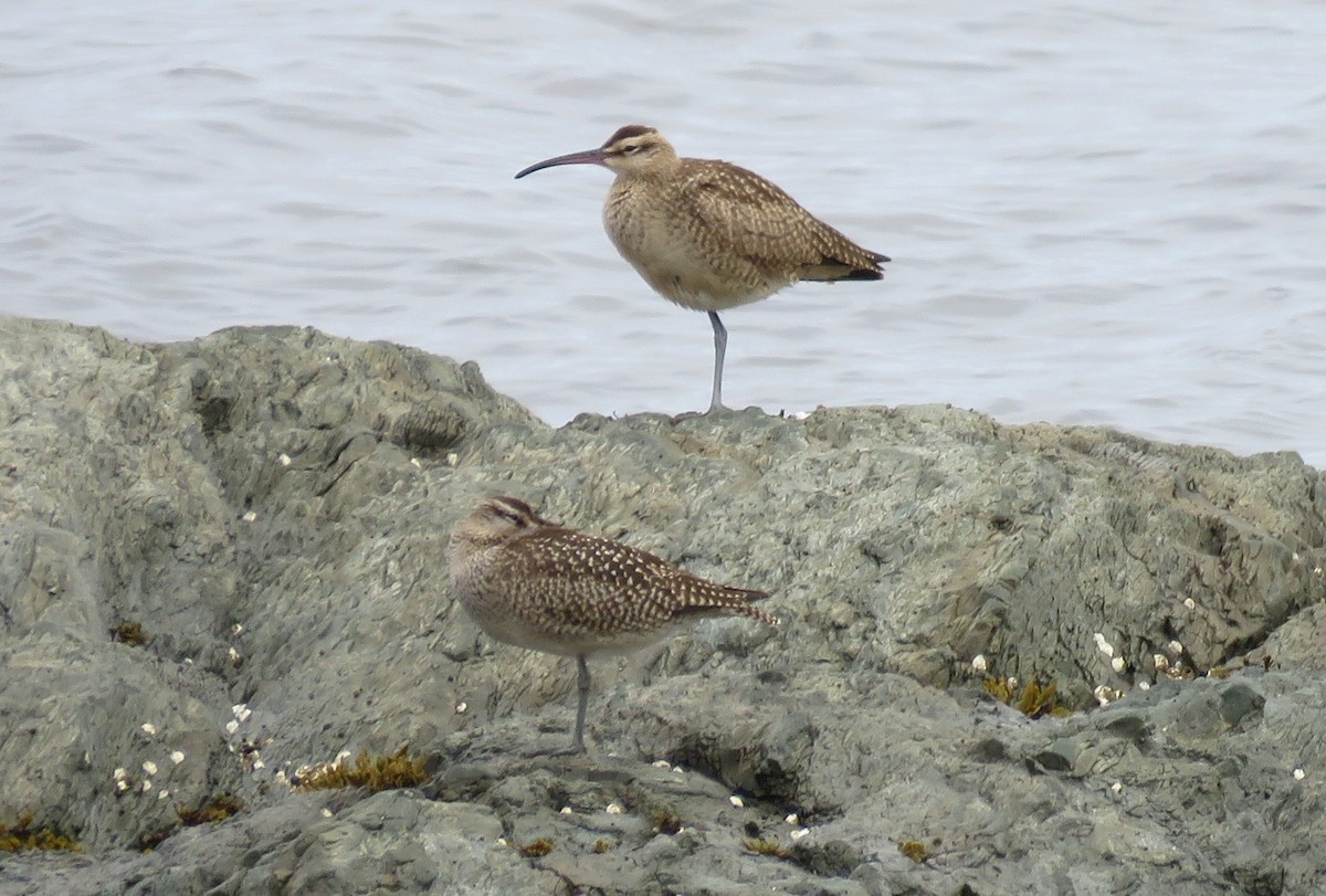 Whimbrel (Hudsonian) - ML642023527