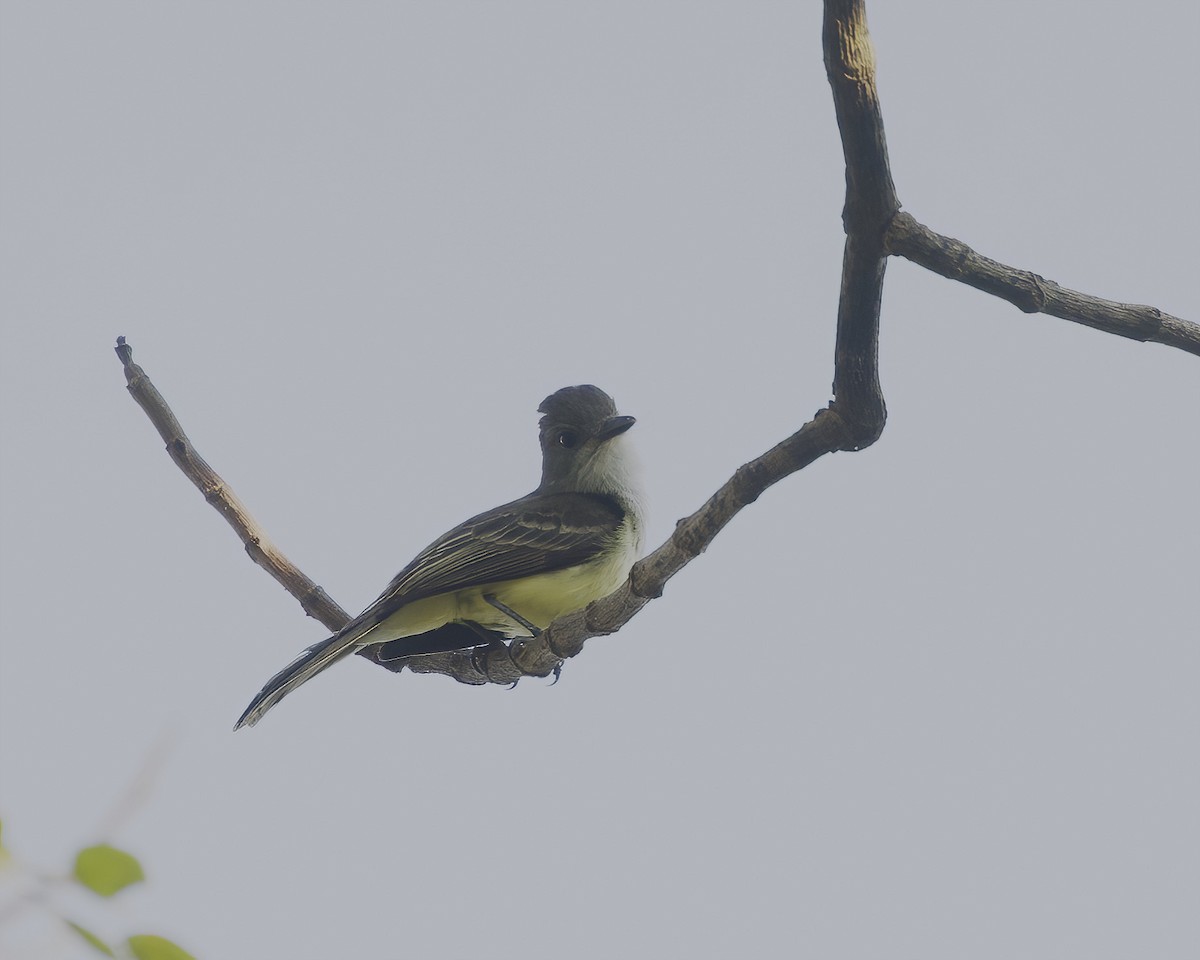 Short-crested Flycatcher - ML642023536