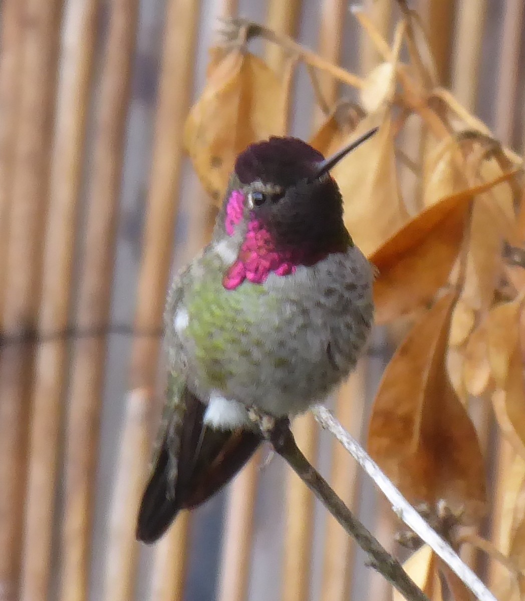 Anna's Hummingbird - ML642023538