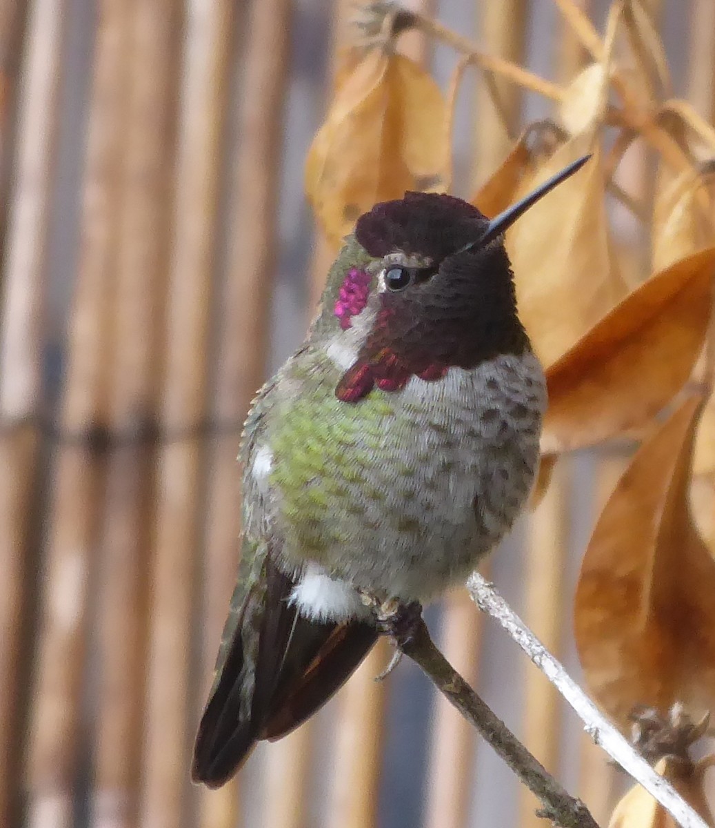 Anna's Hummingbird - ML642023539