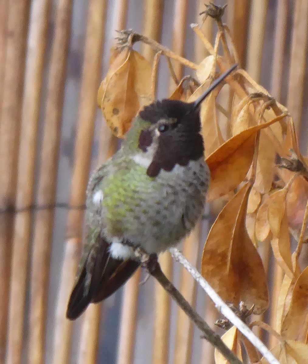 Anna's Hummingbird - ML642023540