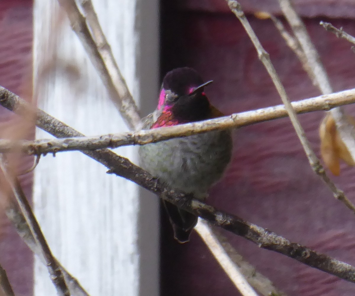 Anna's Hummingbird - ML642023541