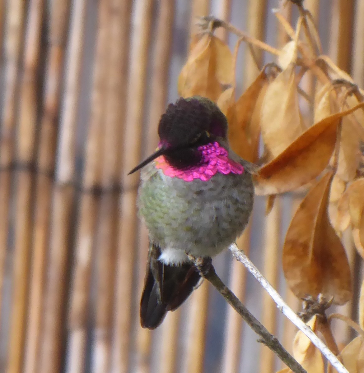 Anna's Hummingbird - ML642023542