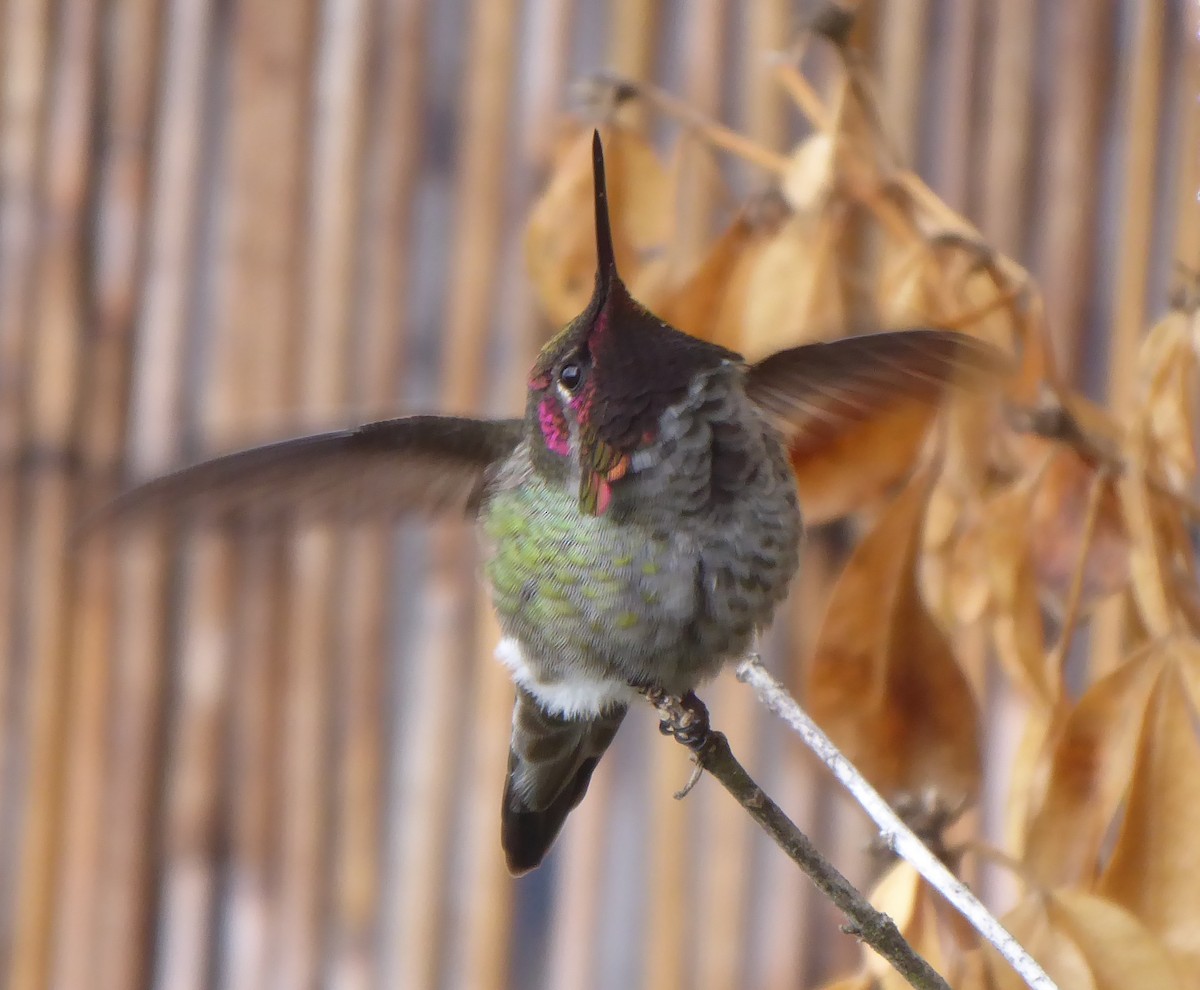 Anna's Hummingbird - ML642023543