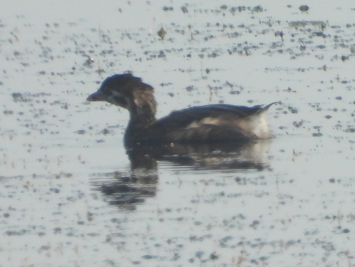 Pied-billed Grebe - ML642023544