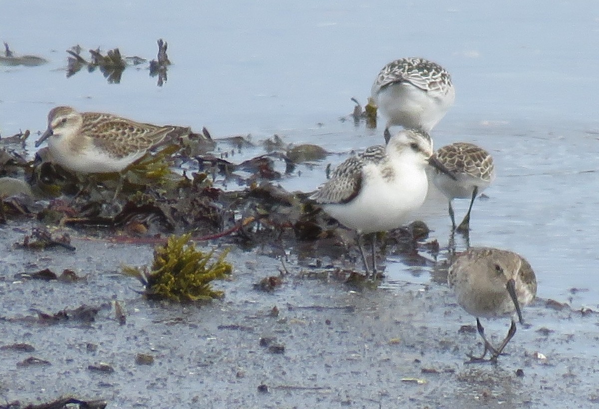 Dunlin - ML642023557