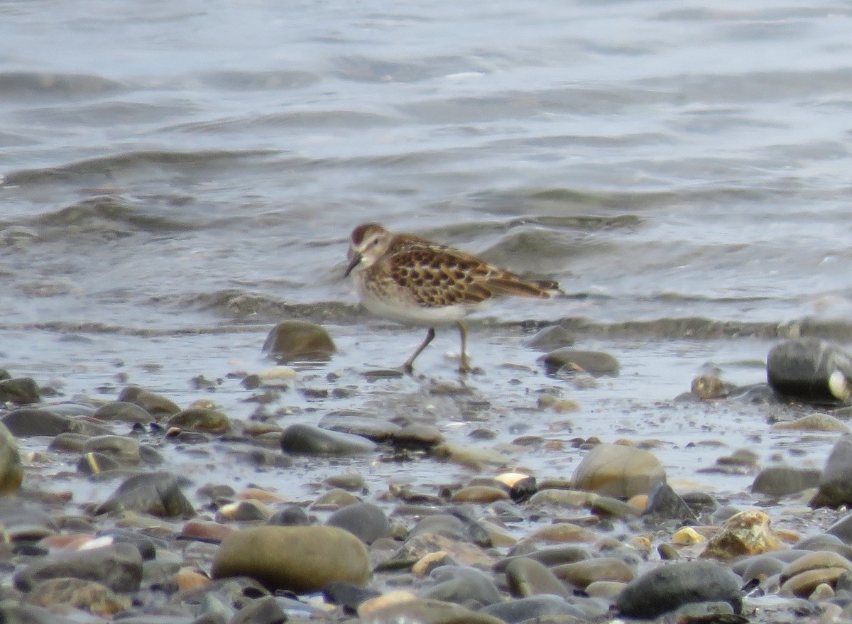 Least Sandpiper - ML642023561