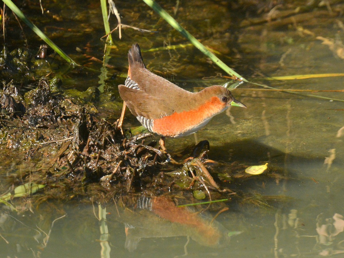 Rufous-sided Crake - ML642023575
