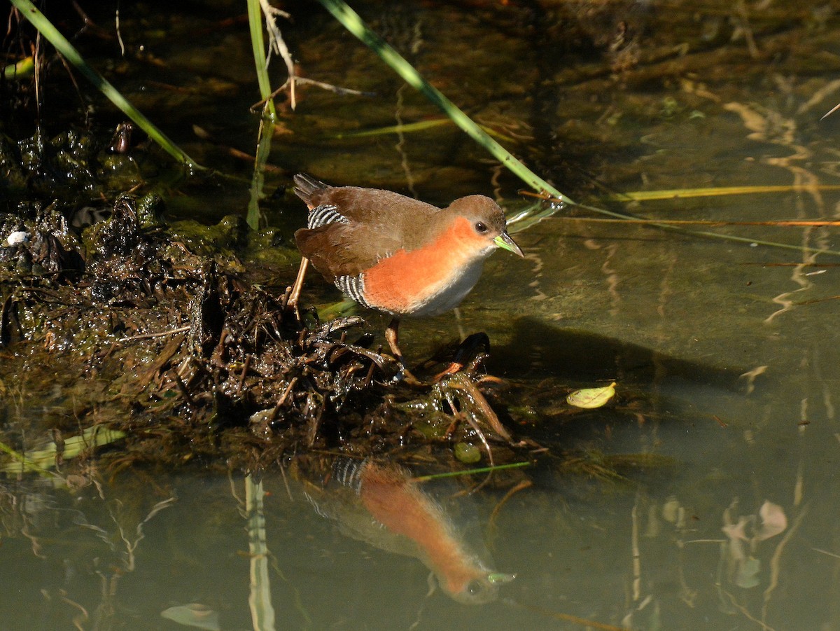 Rufous-sided Crake - ML642023577