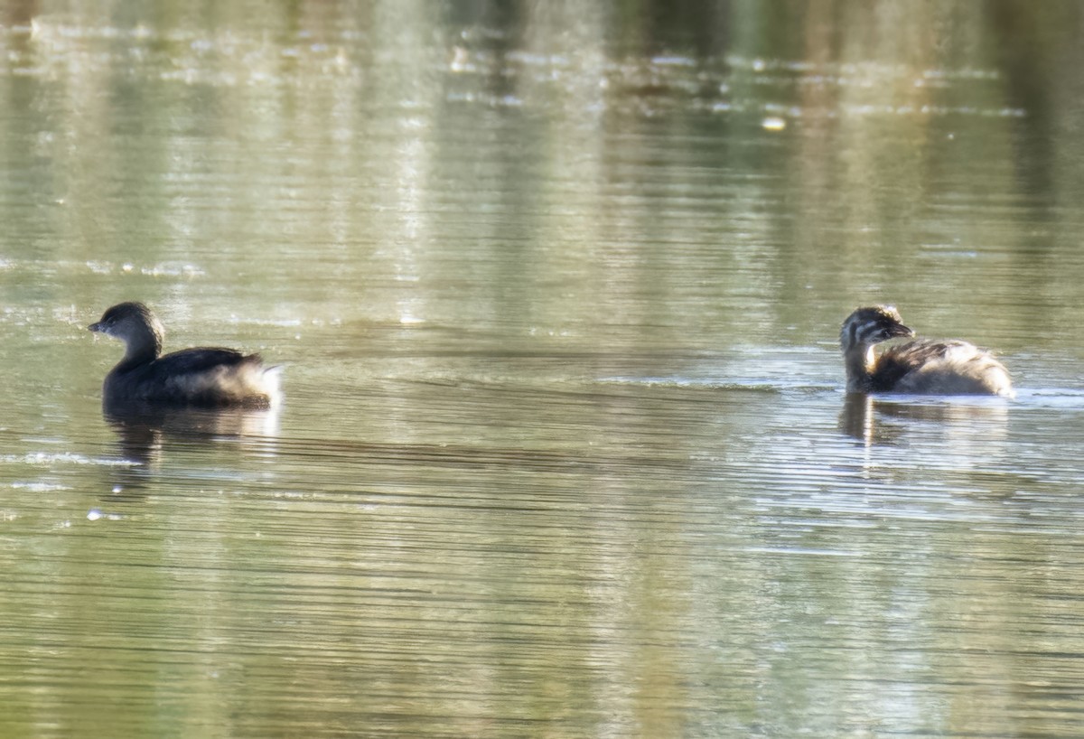 Pied-billed Grebe - ML642023580