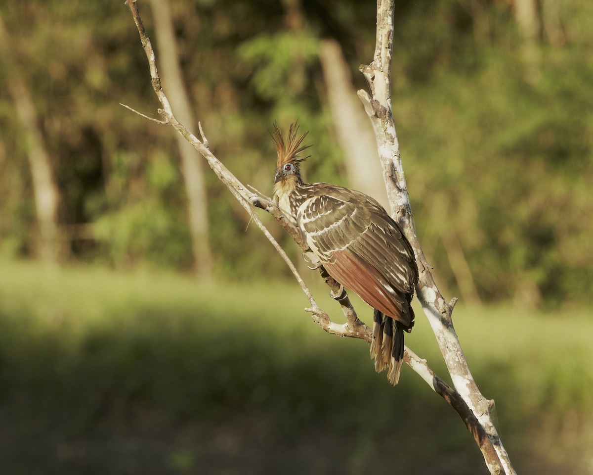 Hoatzin - ML642023582