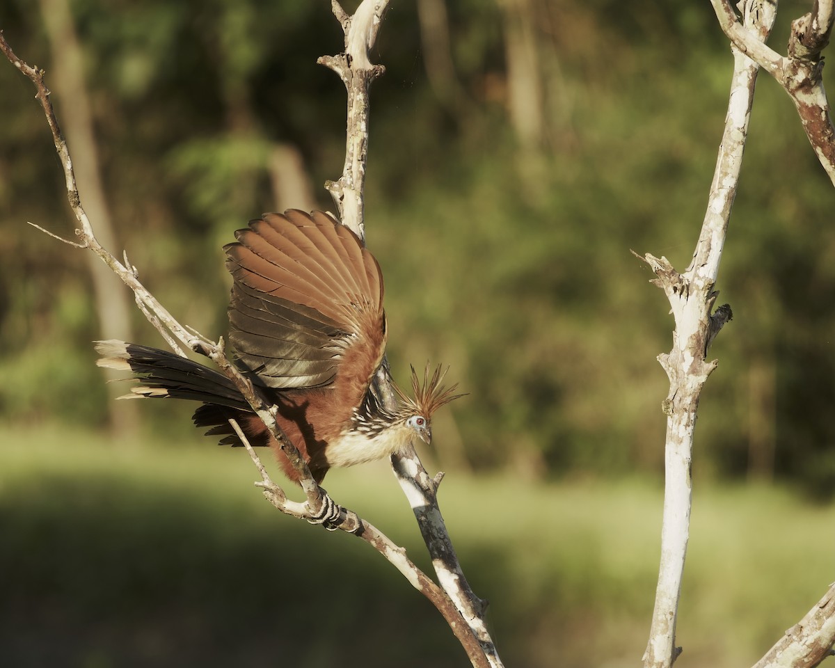 Hoatzin - ML642023583