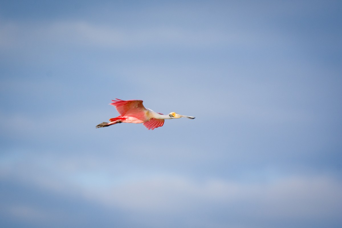 Roseate Spoonbill - ML642023584