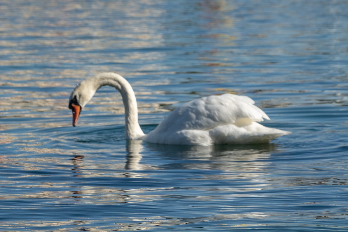 Cigno reale - ML642023606