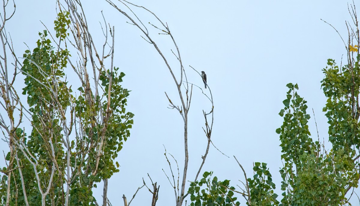 kukačka obecná - ML642023611