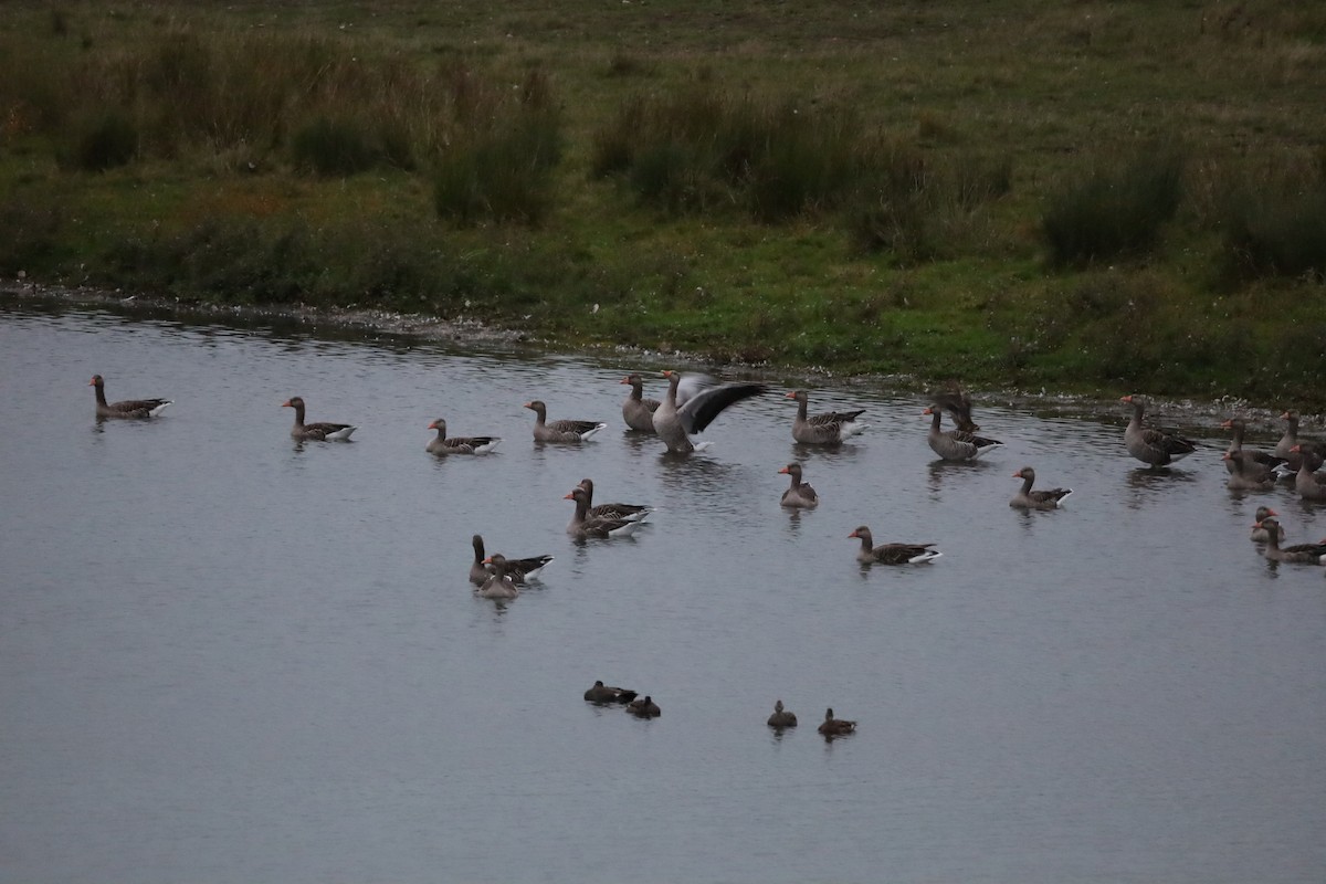 Graylag Goose - ML642023619