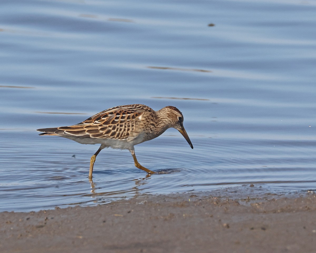 Graubrust-Strandläufer - ML642023622