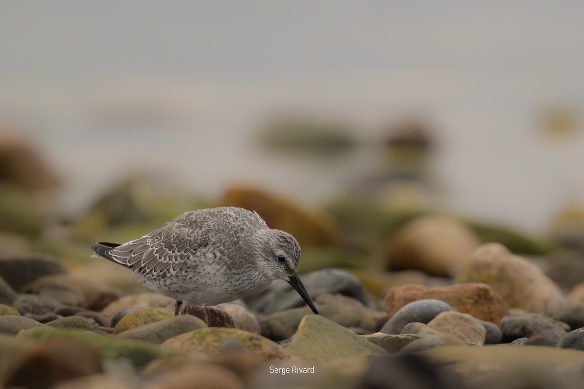Red Knot - ML642023626