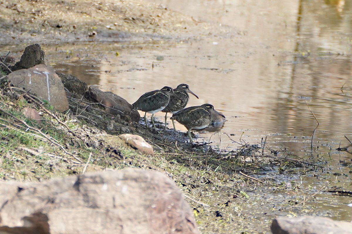 Greater Painted-Snipe - ML642023637