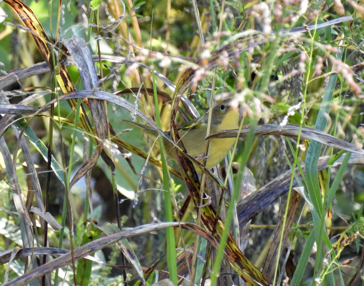 Common Yellowthroat - Laura Flowers