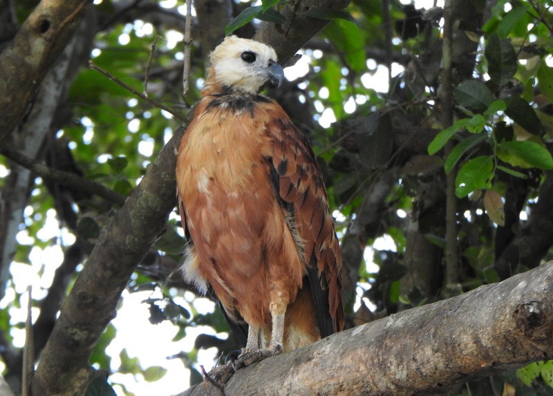 Black-collared Hawk - ML642023736