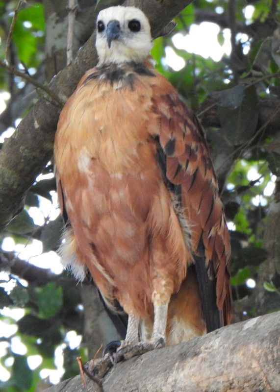 Black-collared Hawk - ML642023737