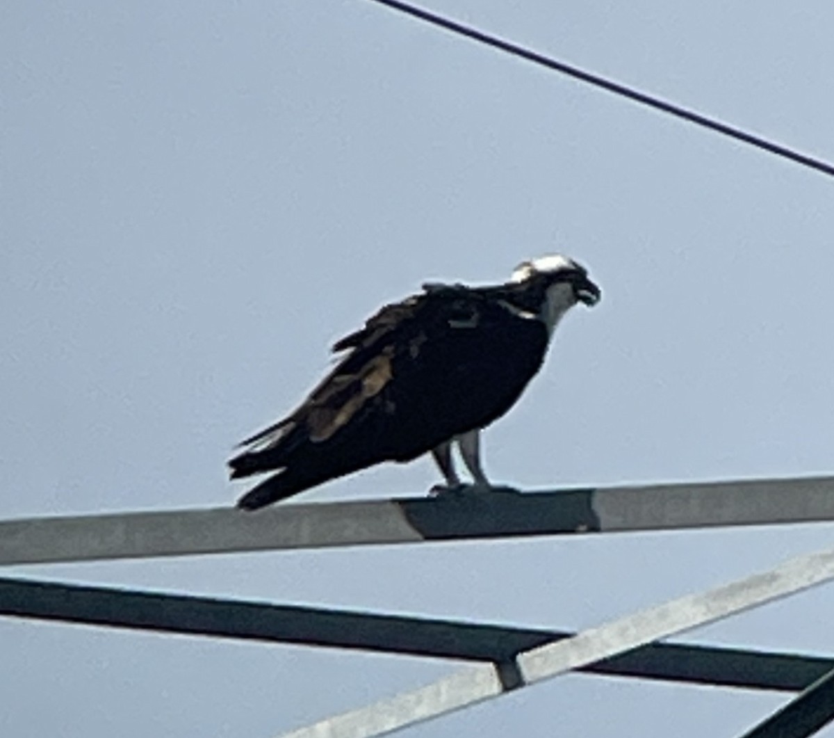 Скопа західна (підвид carolinensis) - ML642023744