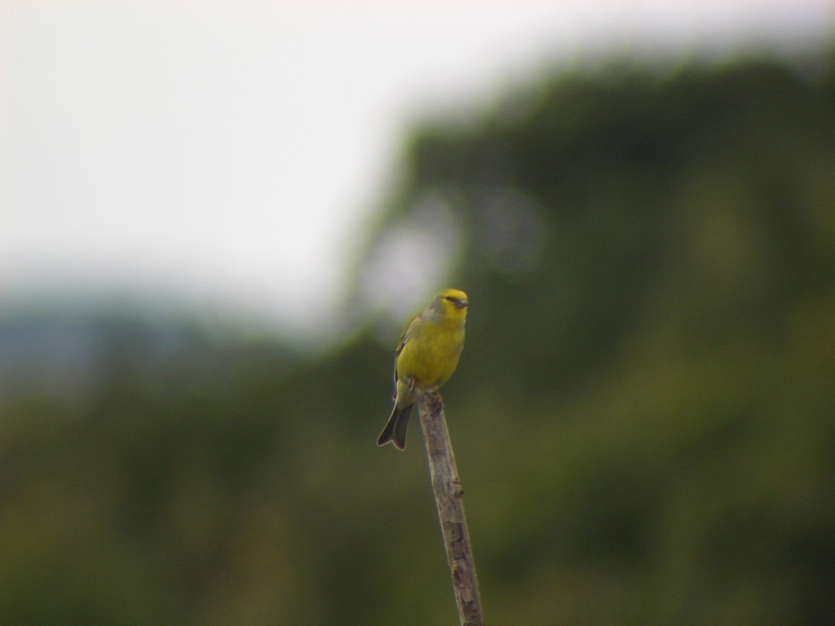 Corsican Finch - ML642023754