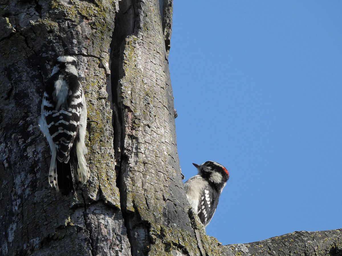 Downy Woodpecker - ML642023760