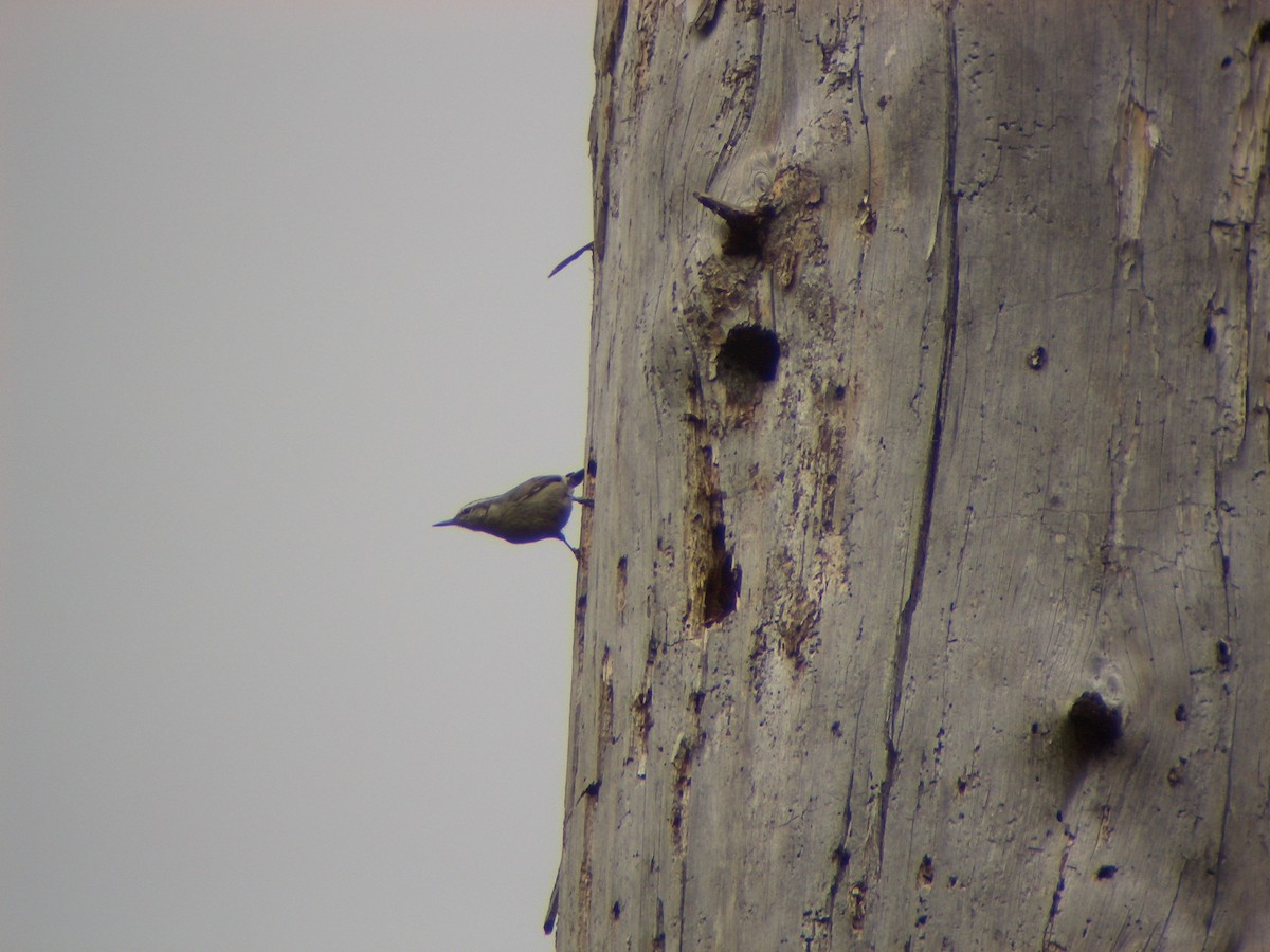 Corsican Nuthatch - ML642023792