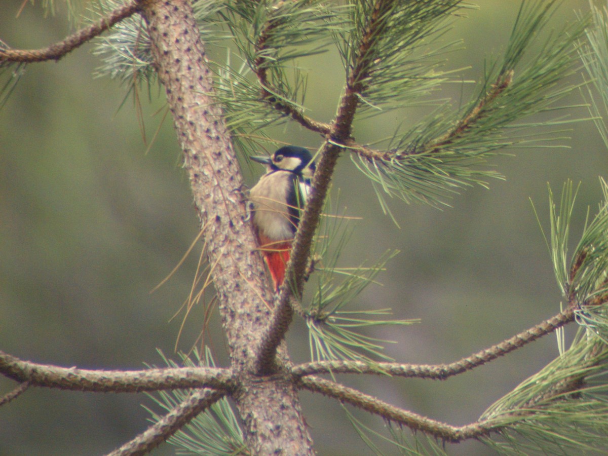 Great Spotted Woodpecker - ML642023804
