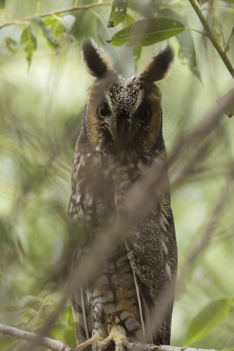Long-eared Owl - ML642023806