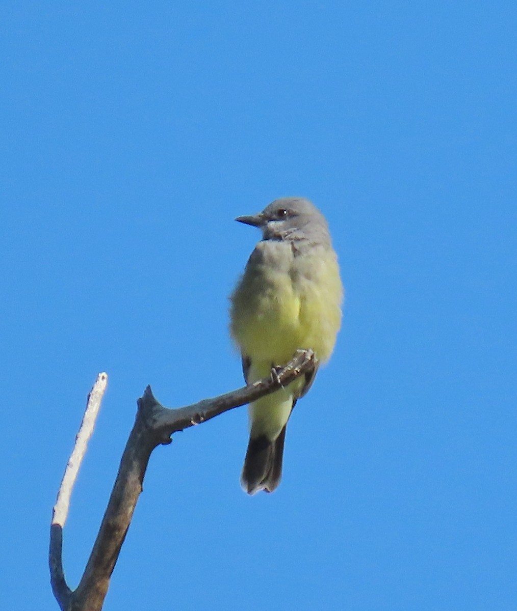 Western Kingbird - ML642023810